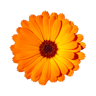 Macérâtde Calendula